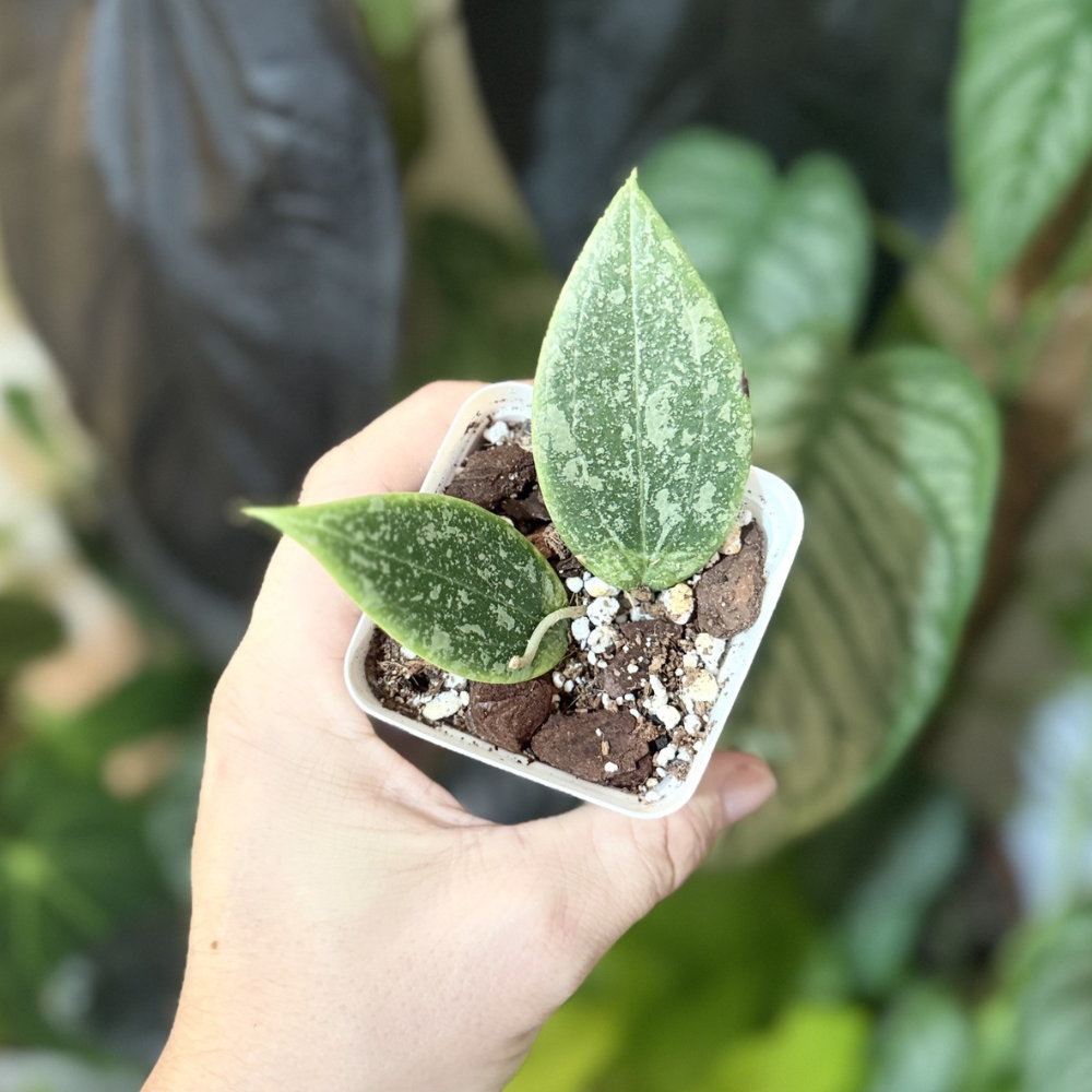 Hoya verticillata (wibergiae)