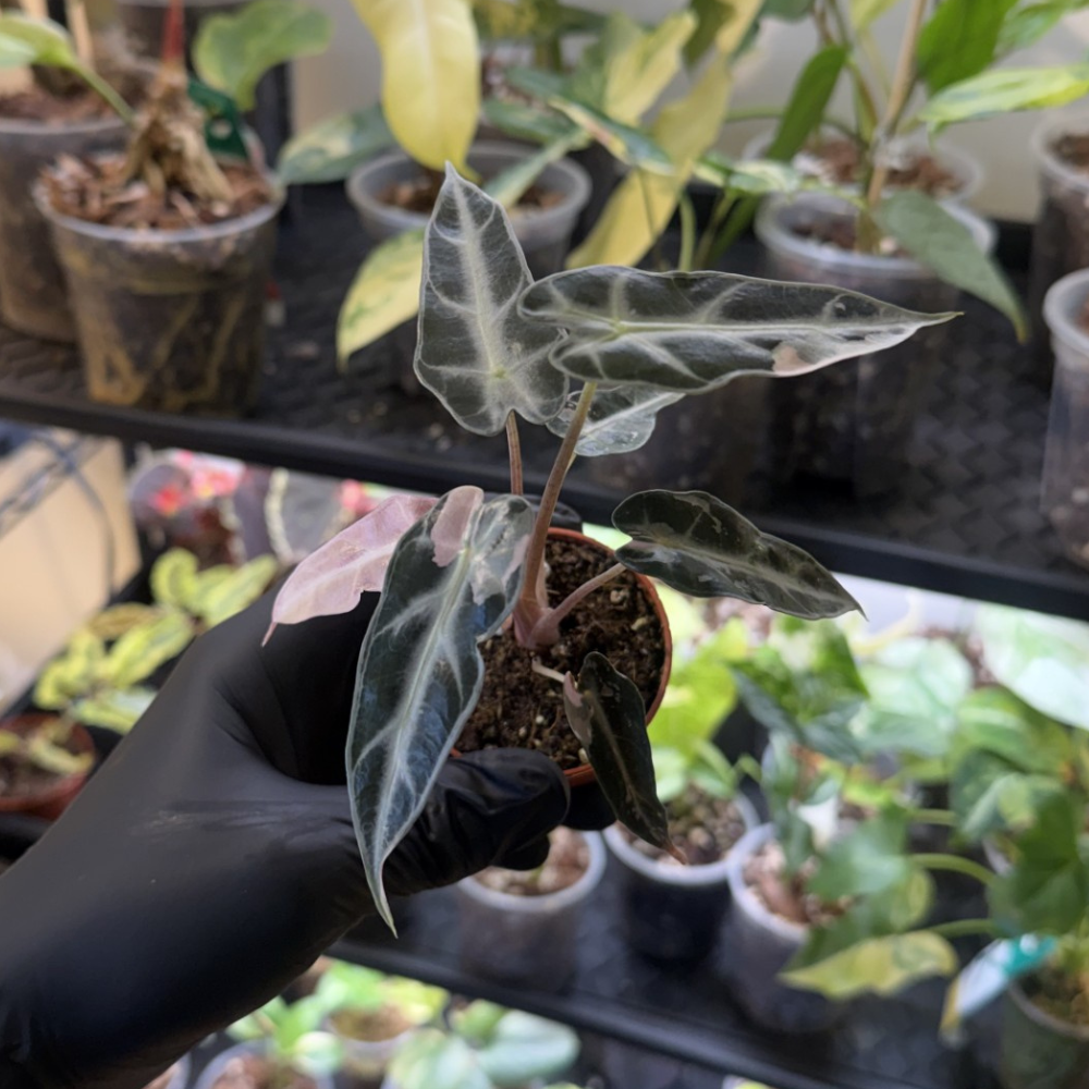 Alocasia 'Bambino Pink Variegated'