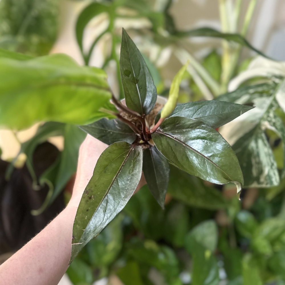 Anthurium hookeri 'Black Rose'