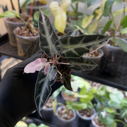 Alocasia 'Bambino Pink Variegated'