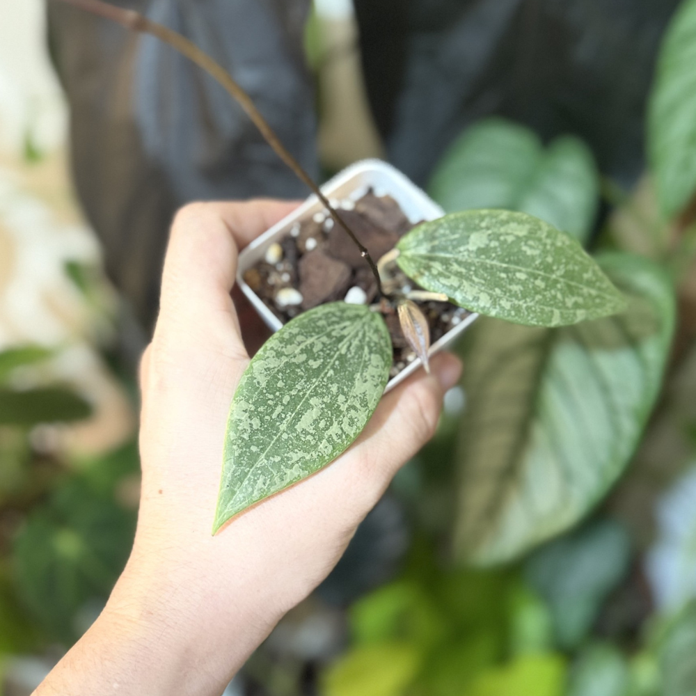 Hoya verticillata (wibergiae)