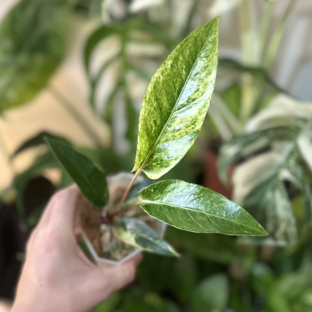 Anthurium hookeri 'Pink Variegated'