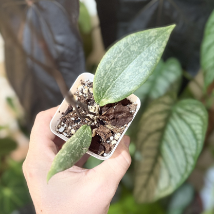 Hoya verticillata (wibergiae)