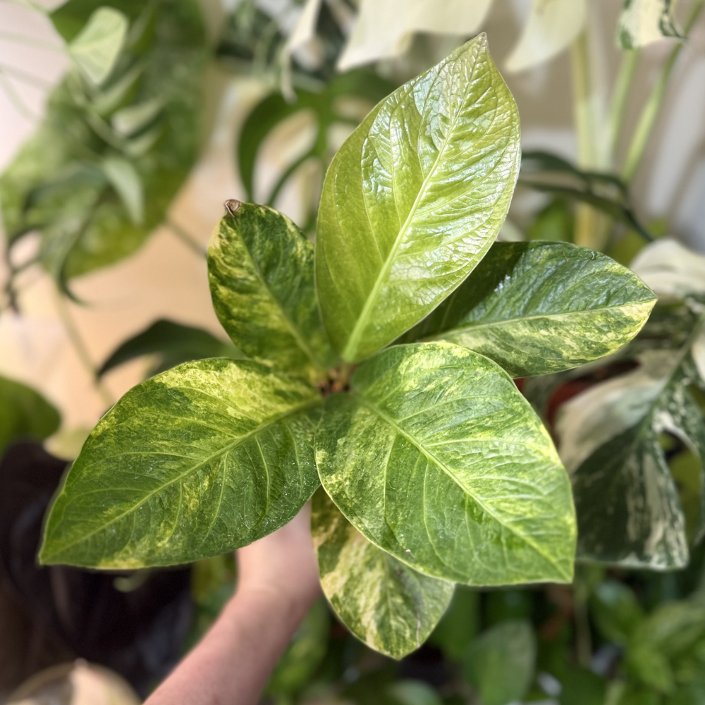 Anthurium jenmanii 'Mangkok Jaguar Variegated'