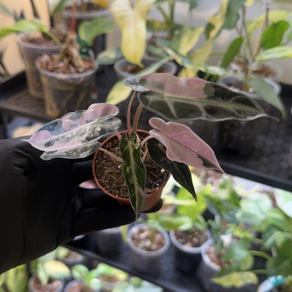 Alocasia 'Bambino Pink Variegated'