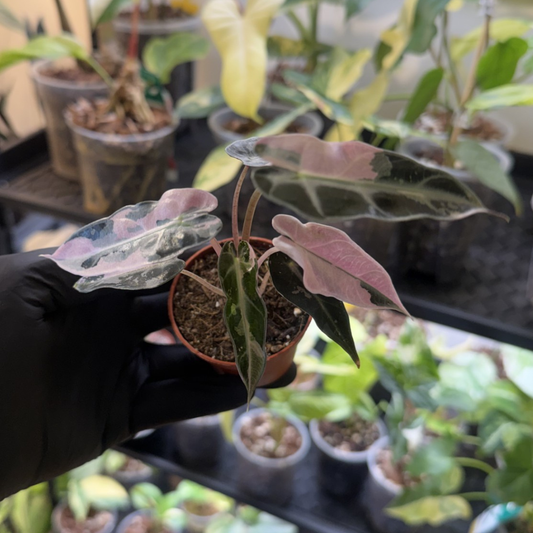 Alocasia 'Bambino Pink Variegated'