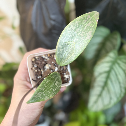 Hoya verticillata (wibergiae)
