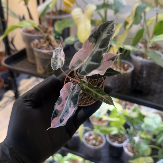 Alocasia 'Bambino Pink Variegated'