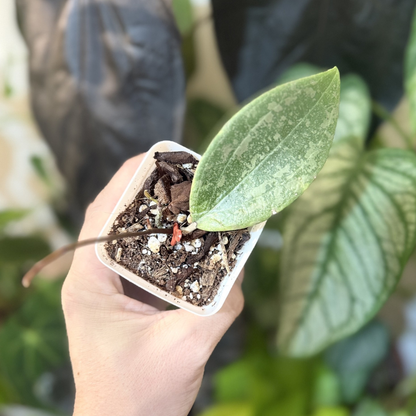 Hoya verticillata (wibergiae)