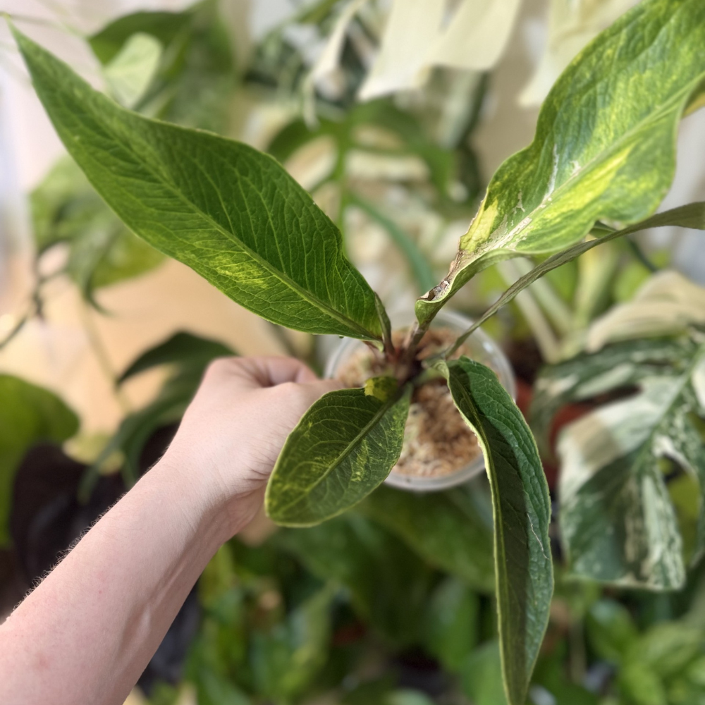 Anthurium jenmanii 'Tanduk Variegated'