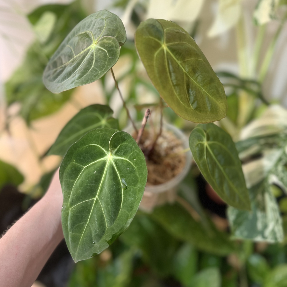 Anthurium papillilaminum 'Guna Yala'