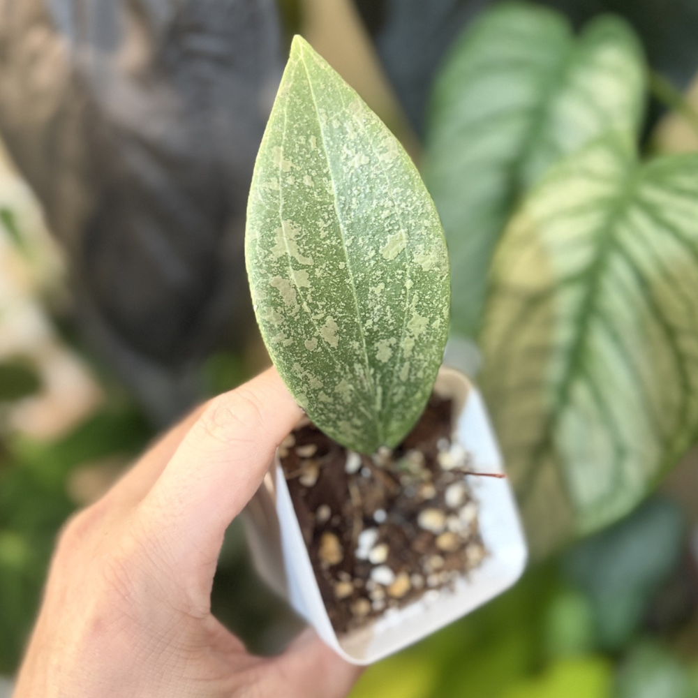 Hoya verticillata (wibergiae)