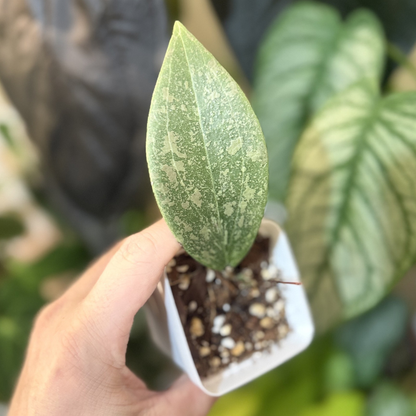 Hoya verticillata (wibergiae)