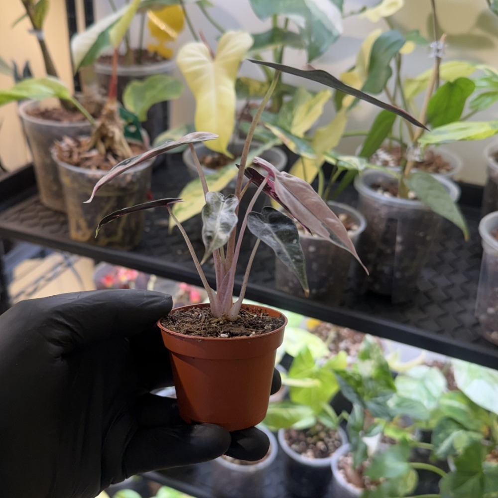 Alocasia 'Bambino Pink Variegated'