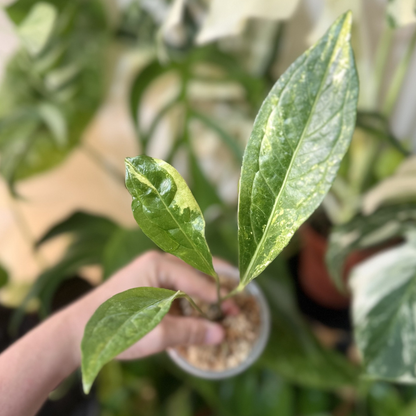 Anthurium jenmanii 'Variegated'