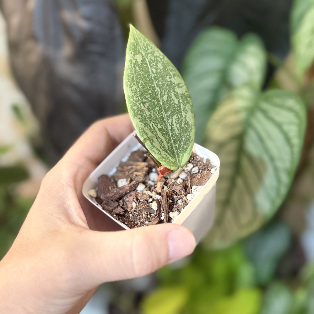 Hoya verticillata (wibergiae)