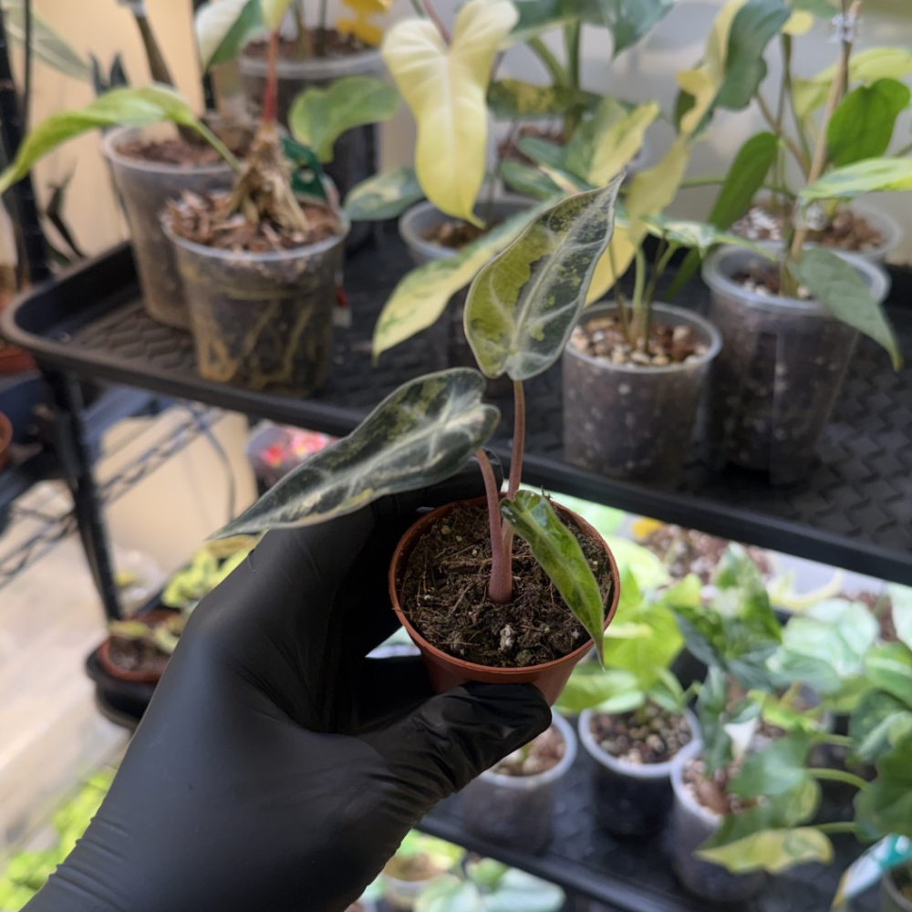 Alocasia 'Bambino Aurea Variegated'