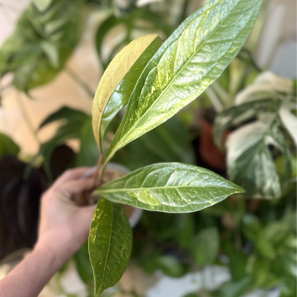 Anthurium jenmanii 'Variegated'