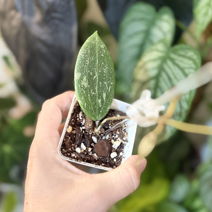 Hoya verticillata (wibergiae)