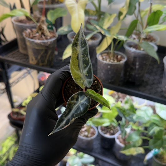 Alocasia 'Bambino Aurea Variegated'