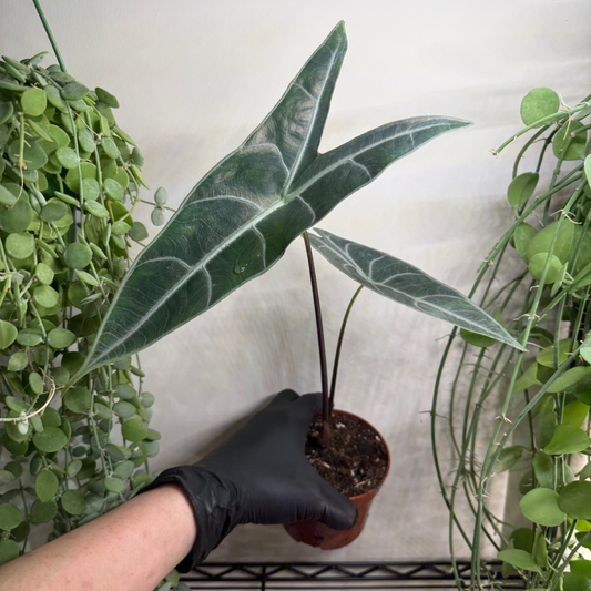 Alocasia longiloba 'Silver' 10.5cm - #3