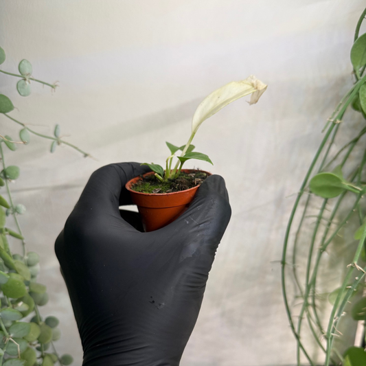 Anthurium vittariifolium 'Variegata' 6cm - #3