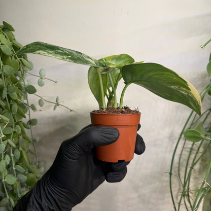 Scindapsus 'Jade Satin Variegata' 7cm - #3