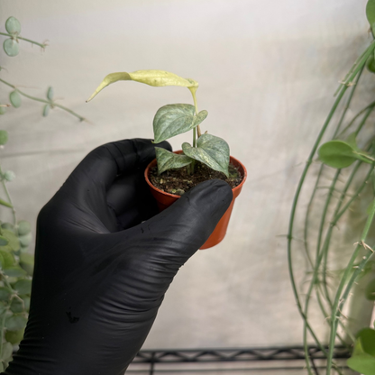 Amydrium medium 'Silver Variegata' 6cm - #2