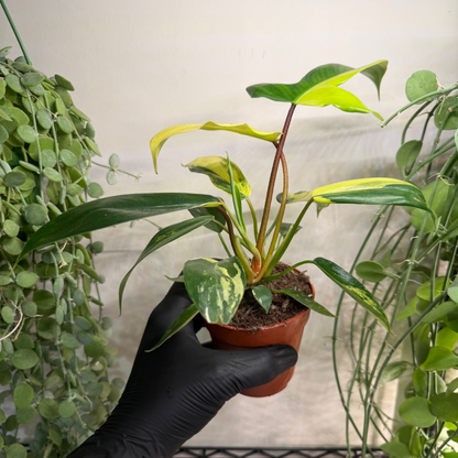 Philodendron 'Florida Beauty' 9cm - #1