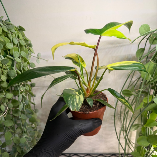 Philodendron 'Florida Beauty' 9cm - #1