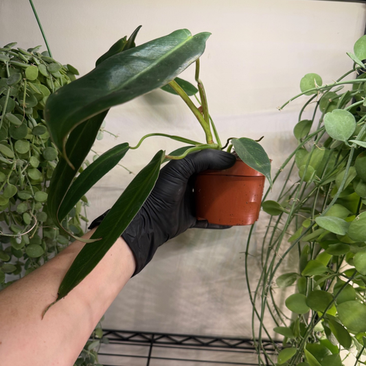 Philodendron spiritus-sancti 10.5cm - #3