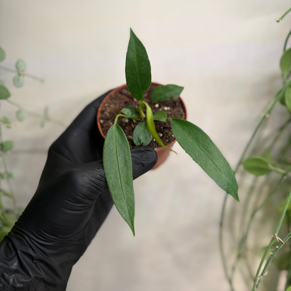 Anthurium wendlingeri 8cm - #2