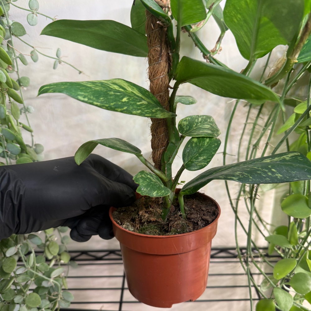 Rhaphidophora elliptica 'Aurea Variegated'