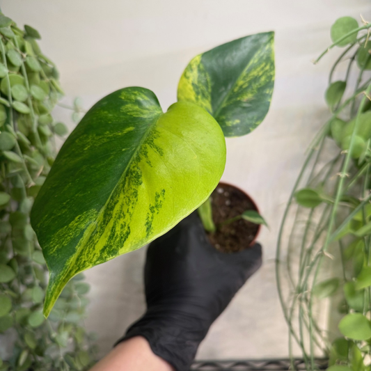 Monstera deliciosa 'Aurea Variegata' 10.5cm - #1