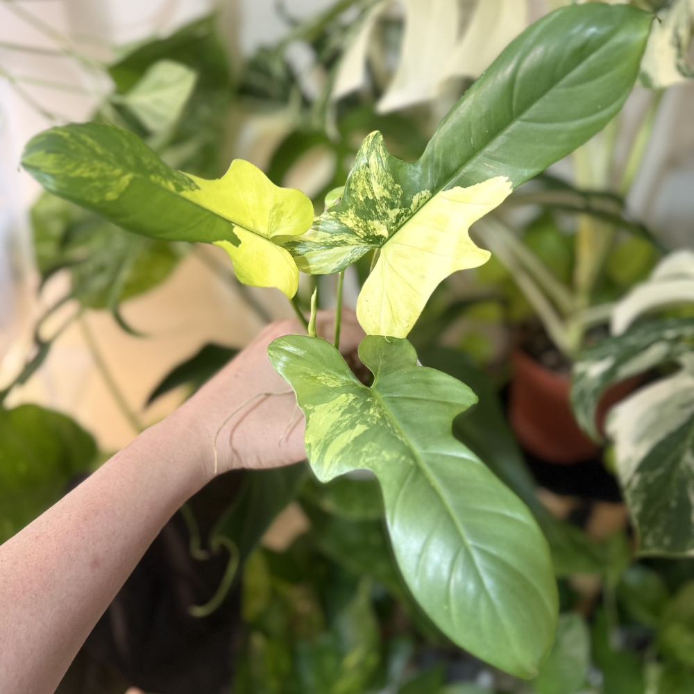 Philodendron 'Violin Variegated'