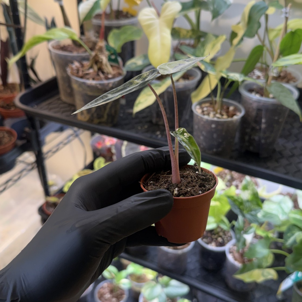 Alocasia 'Bambino Aurea Variegated'
