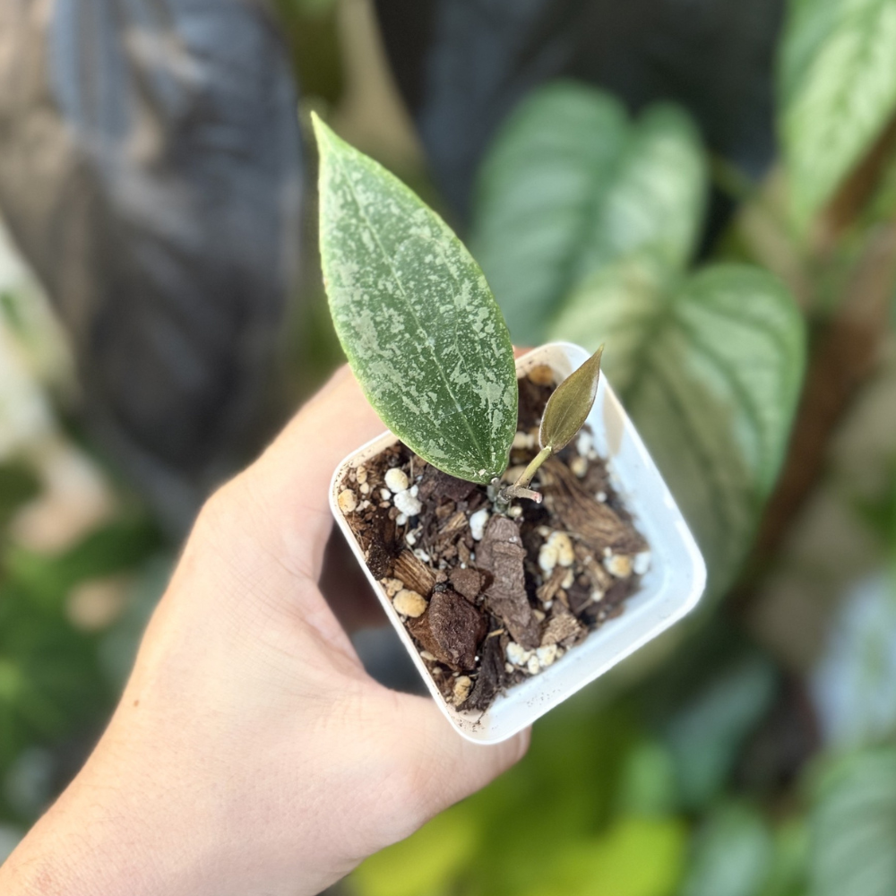 Hoya verticillata (wibergiae)