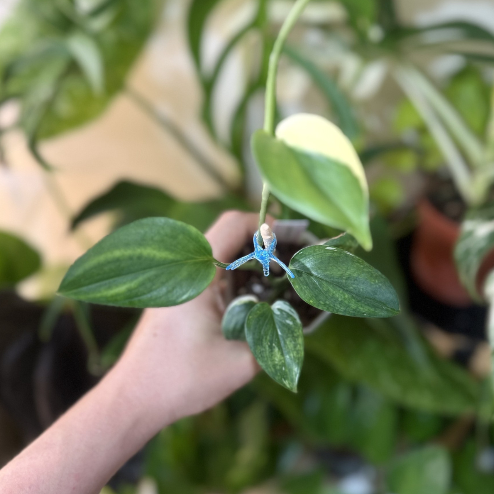 Scindapsus 'Blue Albo'