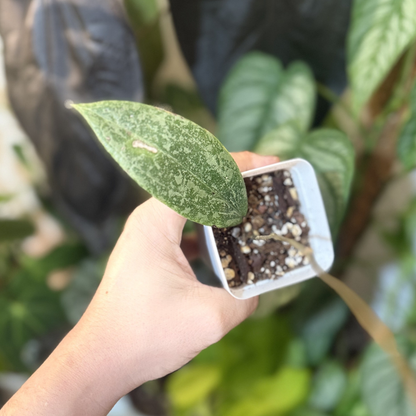 Hoya verticillata (wibergiae)