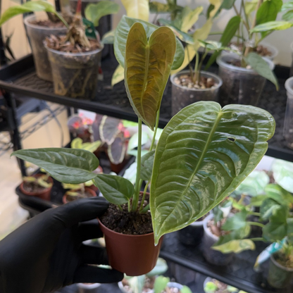 Anthurium veitchii 'Narrow Form'