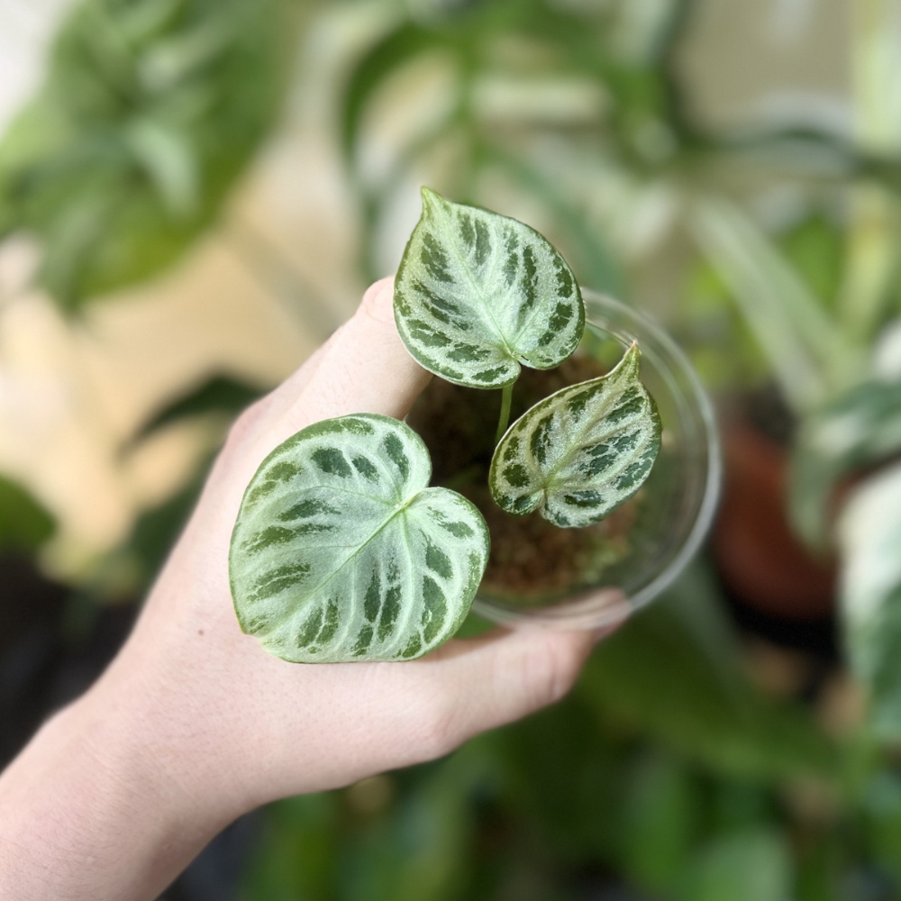 Anthurium 'Dorayaki X Silver Chrome'