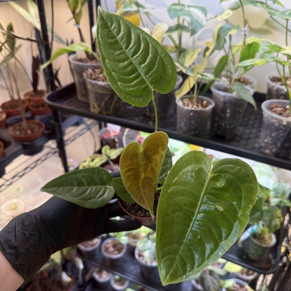 Anthurium veitchii 'Narrow Form'
