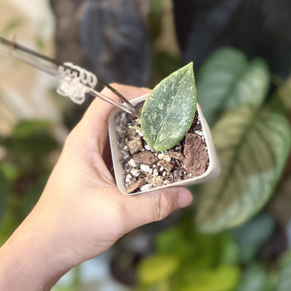 Hoya verticillata (wibergiae)
