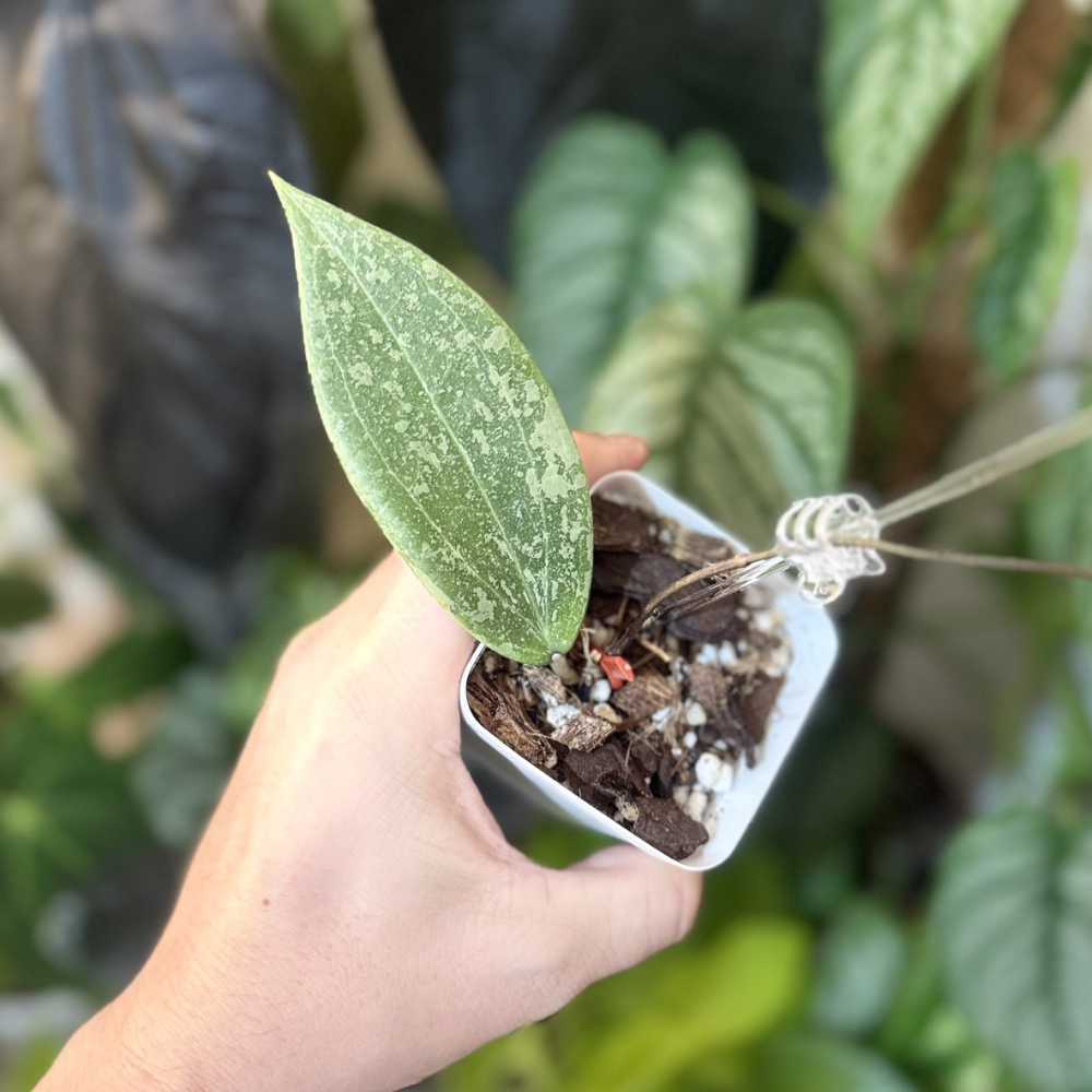 Hoya verticillata (wibergiae)