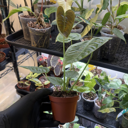 Anthurium veitchii 'Narrow Form'