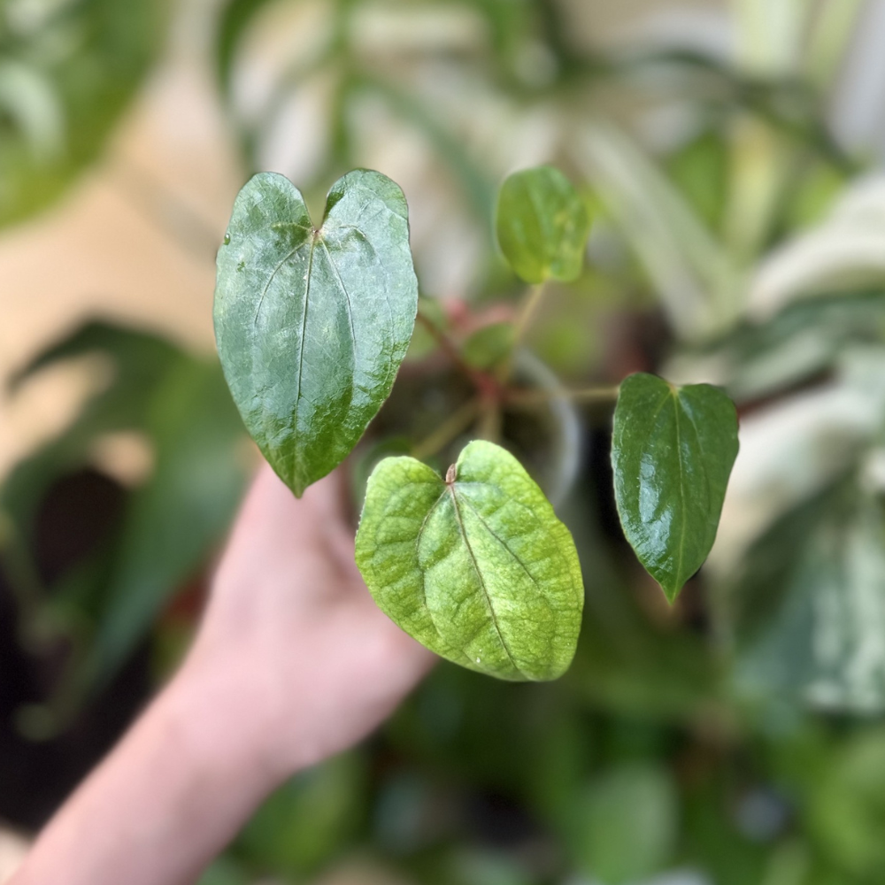 Anthurium luxurians X 'DRG' (Dressleri Rio Gunache)