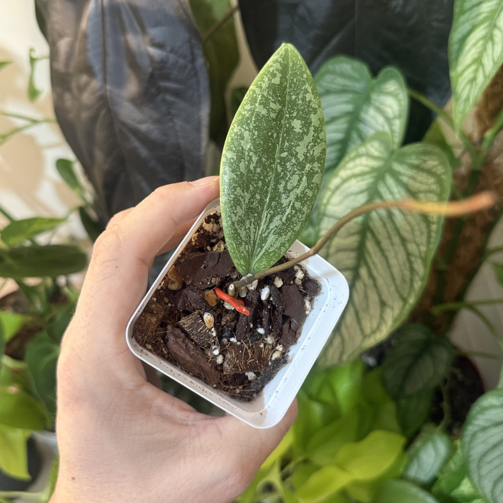 Hoya verticillata (wibergiae)