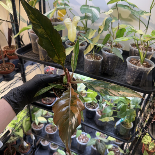 Philodendron 'Caramel Marble'