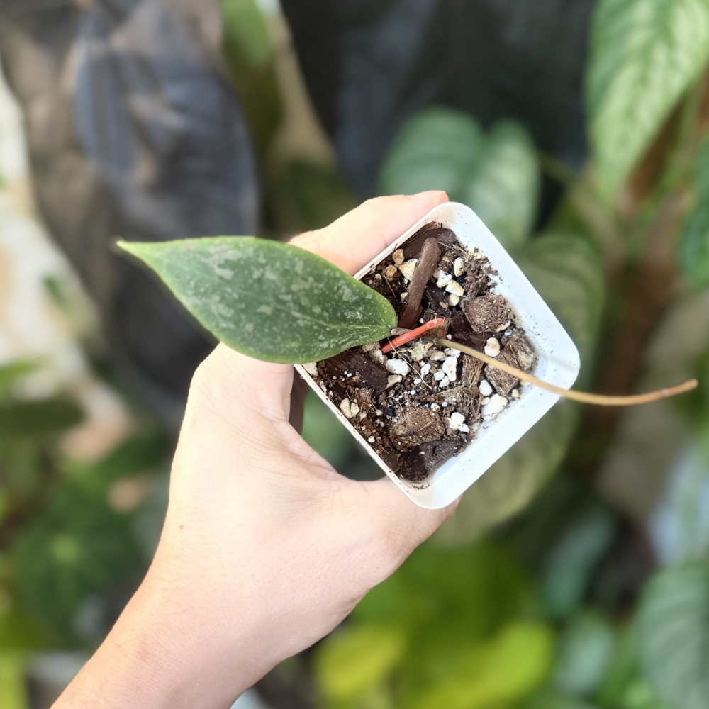 Hoya verticillata (wibergiae)