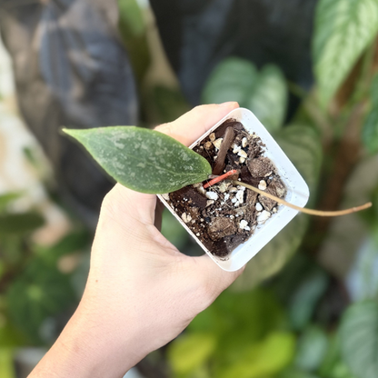 Hoya verticillata (wibergiae)